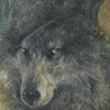 sibwolf