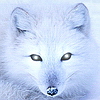 Кечек